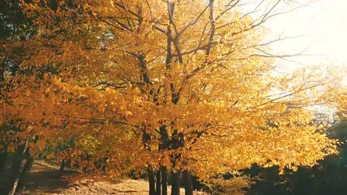 美丽的秋树。秋季深秋秋色秋叶逆光丛林