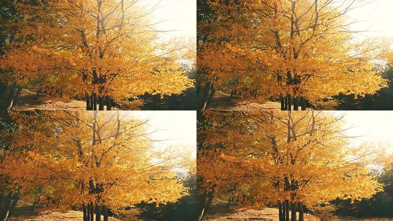 美丽的秋树。秋季深秋秋色秋叶逆光丛林
