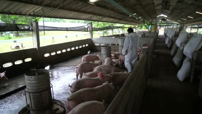 4k镜头亚洲兽医在工厂养猪场喂猪食物的场景，牲畜和家畜概念