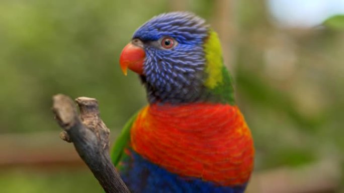 西班牙特内里费加那利群岛上的彩色鹦鹉。树枝上的鸟与绿色模糊的背景