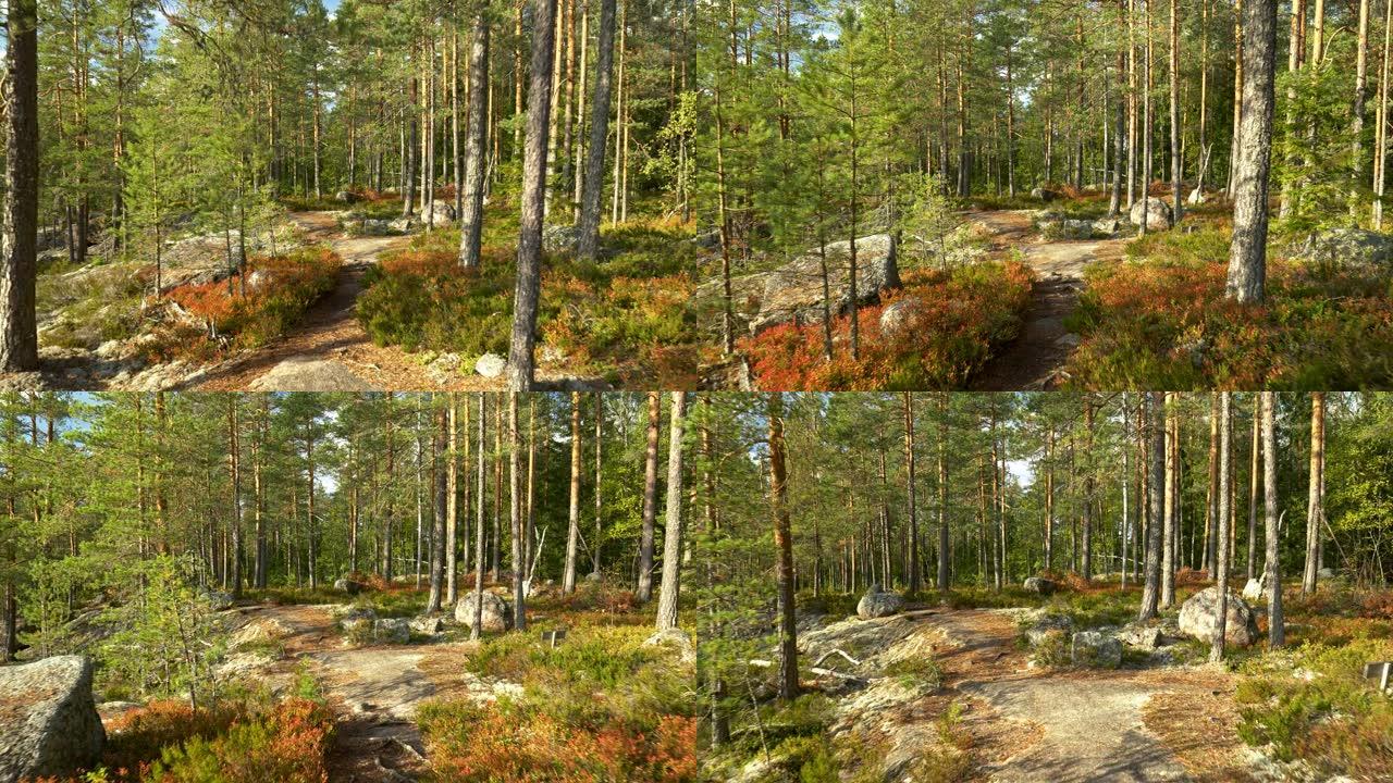 漫步芬兰雷波韦西国家公园的日落森林。万向节射击，4K