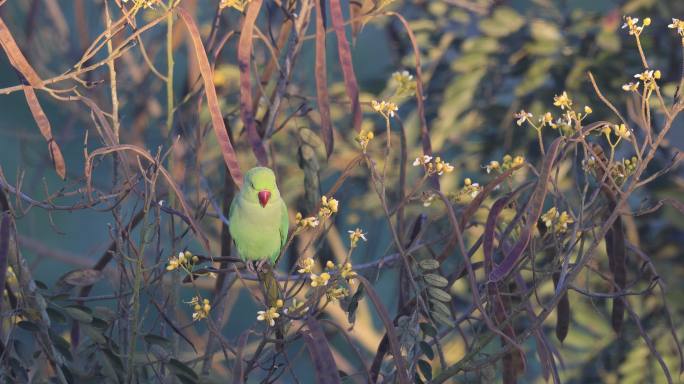 花丛中的野生红领绿鹦鹉