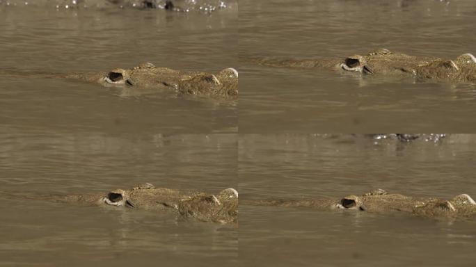 哥斯达黎加河流中的野生鳄鱼。