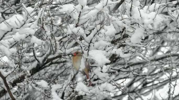 慢动作冬季暴风雪中的红色红衣主教鸟