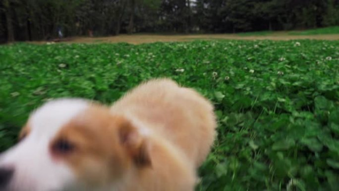 特写: 一只可爱的狗在草地上奔跑