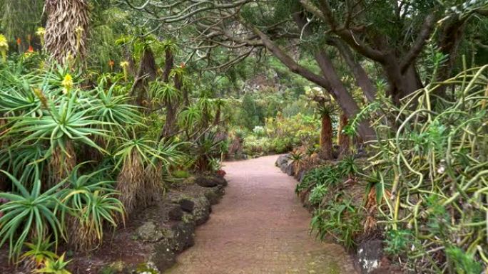 相机沿着西班牙大加那利岛Jardin Botanico Viera和Clavijo的花式植物路径移动
