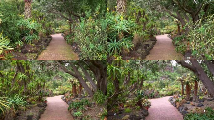 相机沿着西班牙大加那利岛Jardin Botanico Viera和Clavijo的花式植物路径移动