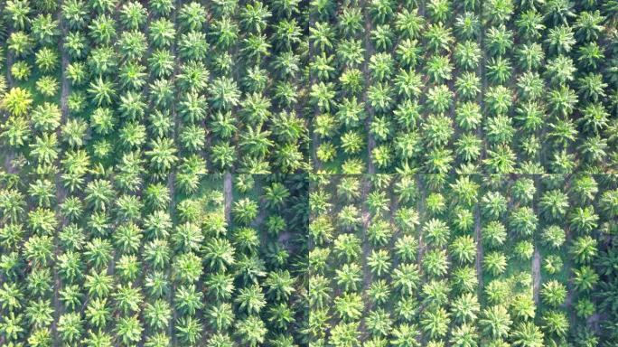 油棕种植园棕榈园鸟瞰图