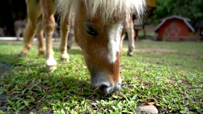 SLO MO Pony在户外吃草