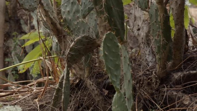 仙人掌沙漠植物