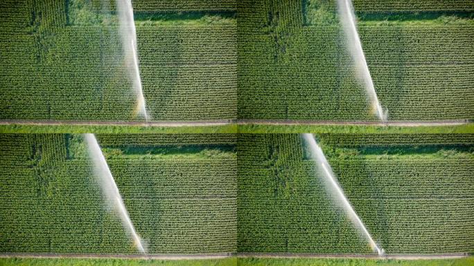 玉米田灌溉系统的天线 (管道水流完整视图)