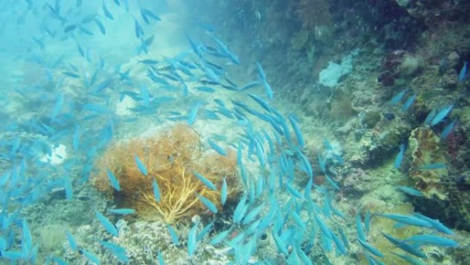 海洋拥有数百万五颜六色的神奇生物