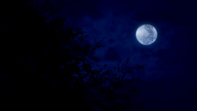 深夜月亮在树上月黑风高