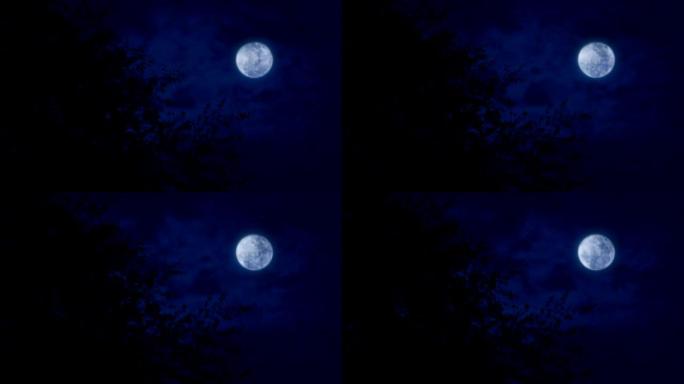 深夜月亮在树上月黑风高