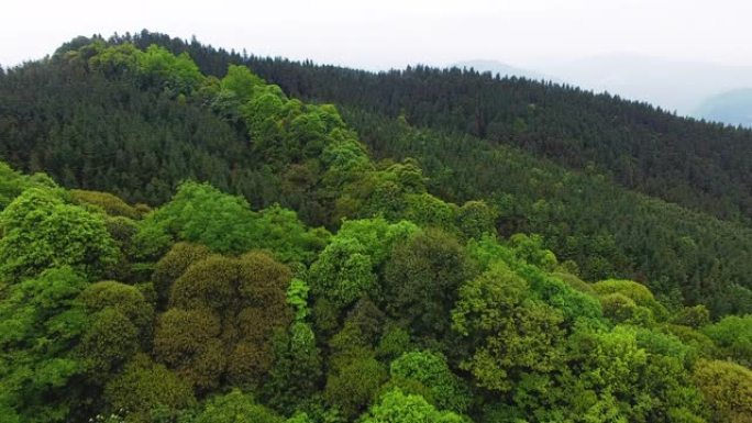 4k春季森林顶部鸟瞰图