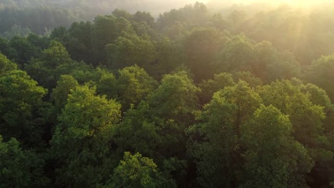 当相机飞过绿色森林的树梢时，明亮温暖的升起的阳光无处不在。空中射击，UHD