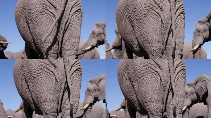 博茨瓦纳蓝天和大象皮肤的4k特写后视图