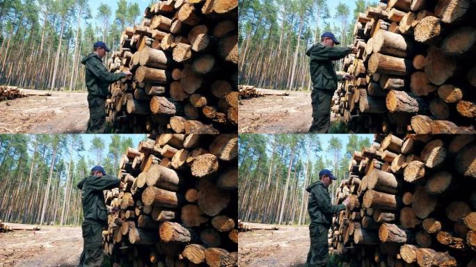 伐木工进行的木材测量
