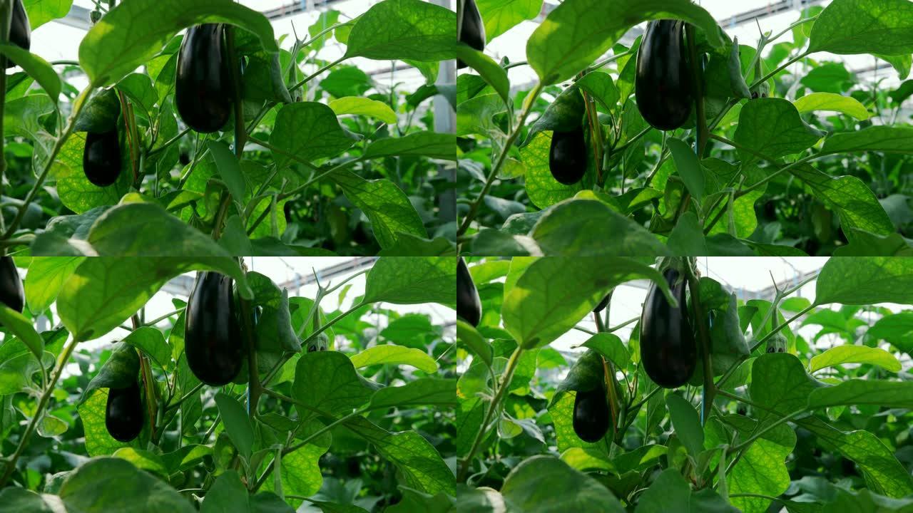 悬挂在温室植物上的茄子