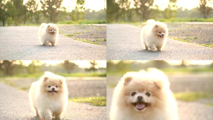 SLO MO-蓬松的博美犬跑步
