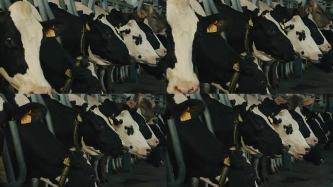 用于生物奶制品行业的生态生长奶牛的慢动作正在农场的牛棚里吃干草，阳光普照