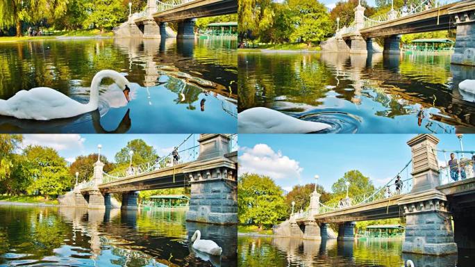 天鹅，桥。自然。池塘。波士顿公共公园