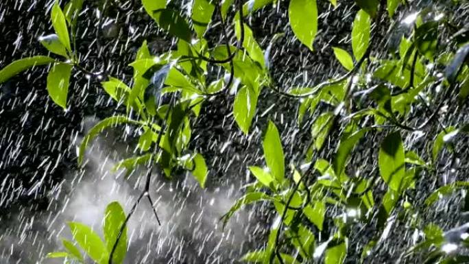 气候变化万物复苏空镜头雨水打在树叶上