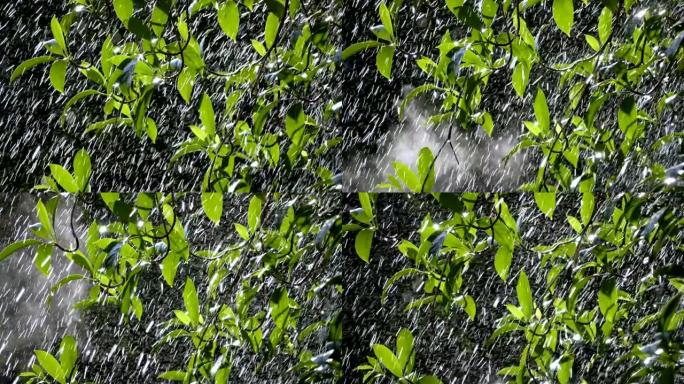 气候变化万物复苏空镜头雨水打在树叶上