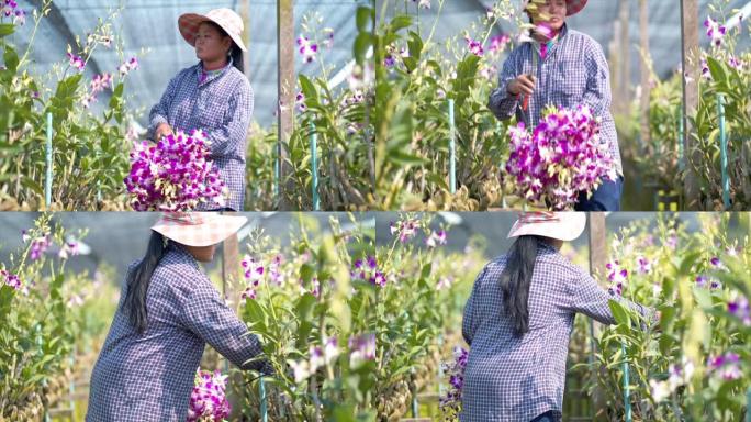 亚洲农民妇女收获和在兰花农场工作的4k慢动作镜头
