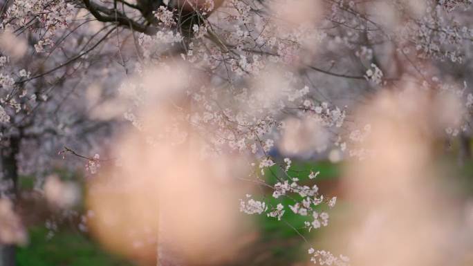 花海   樱花 油菜花 春天