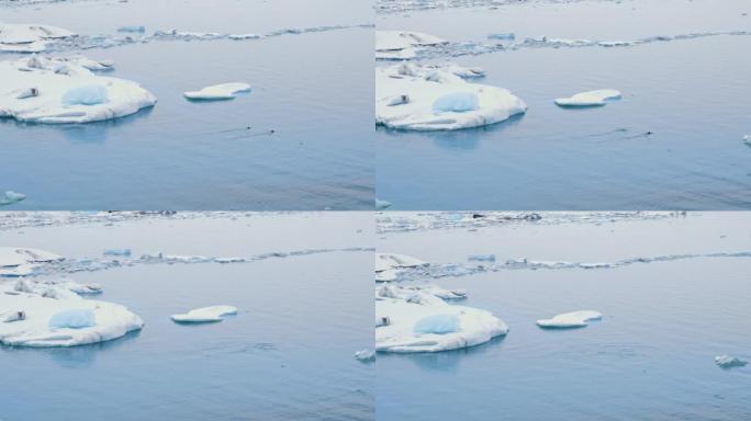 海豹在冰冷的海洋中游泳，冰岛