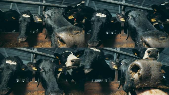 一个特殊谷仓里的奶牛，特写。