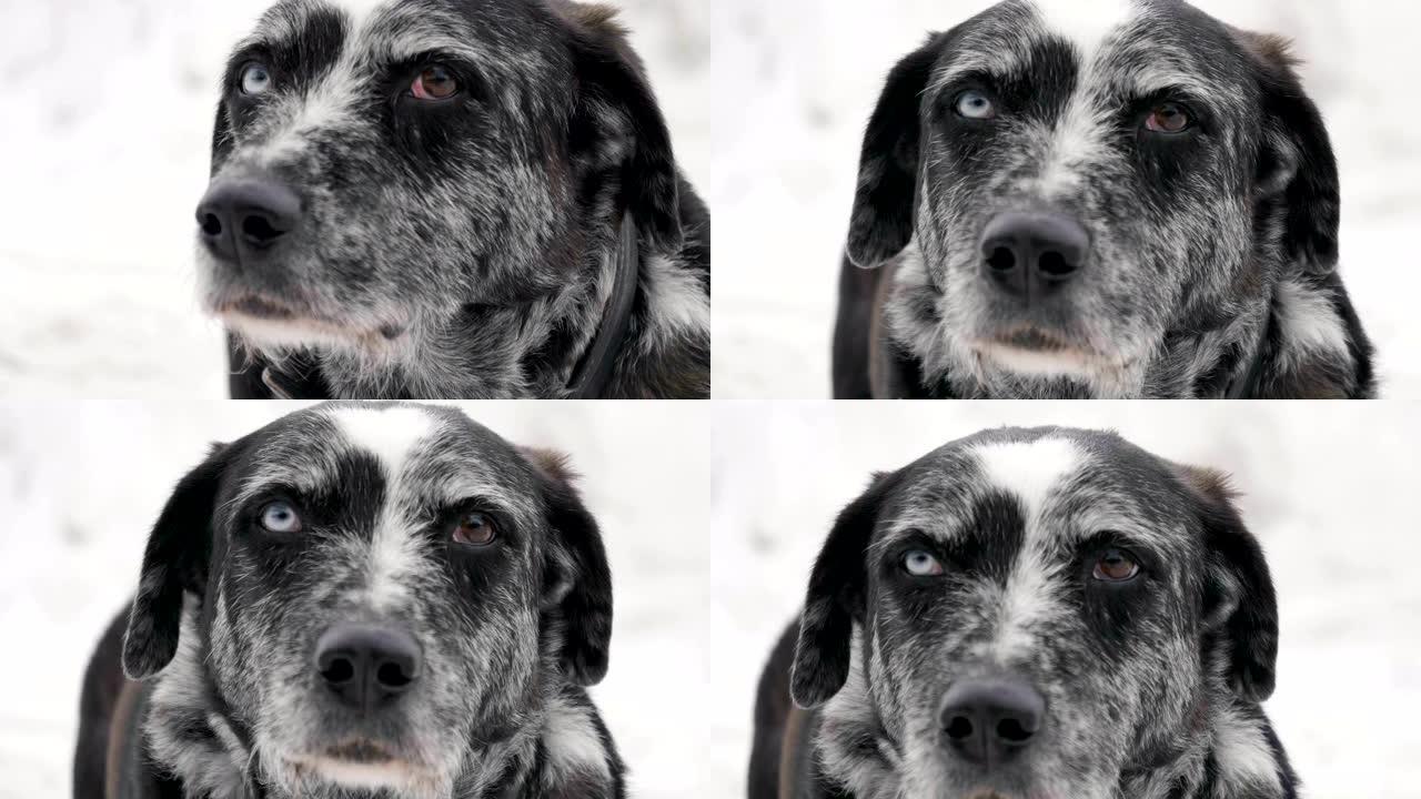 一只蓝眼睛的山狗从天上飘落的雪时环顾四周的特写肖像