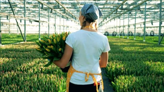 一个装满郁金香桶的人走在温室里的一排排鲜花旁。