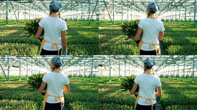 一个装满郁金香桶的人走在温室里的一排排鲜花旁。