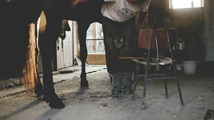 鞋履过程中的WS Farrier