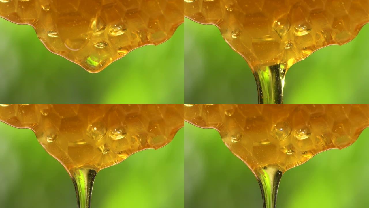 (慢动作) 蜂巢流出的蜂蜜