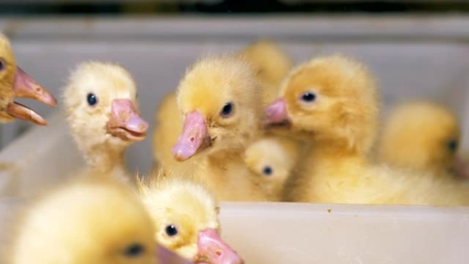 家禽容器中的许多小鸭子。家禽养殖，家禽业。