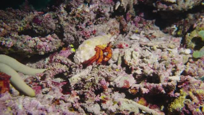 充满活力的珊瑚礁上丰富多彩的水下世界观，拥有不同种类的鱼类