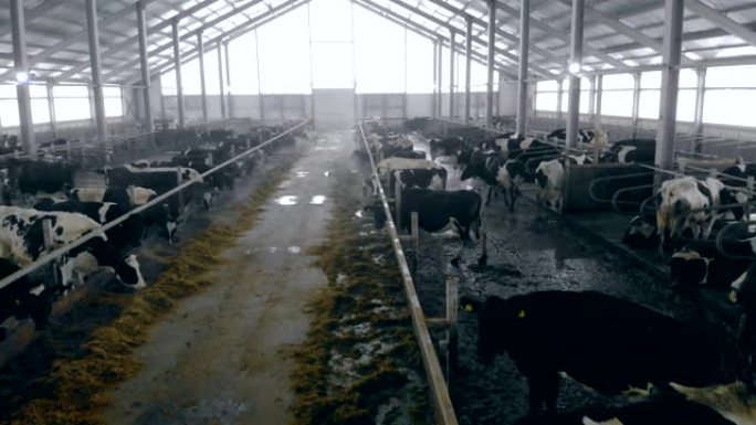 宽敞的牛群，有牛吃饲料