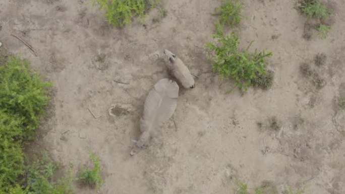 4k放大一只年轻的白犀牛小牛和雌性站在灌木丛中的空地上的鸟瞰图