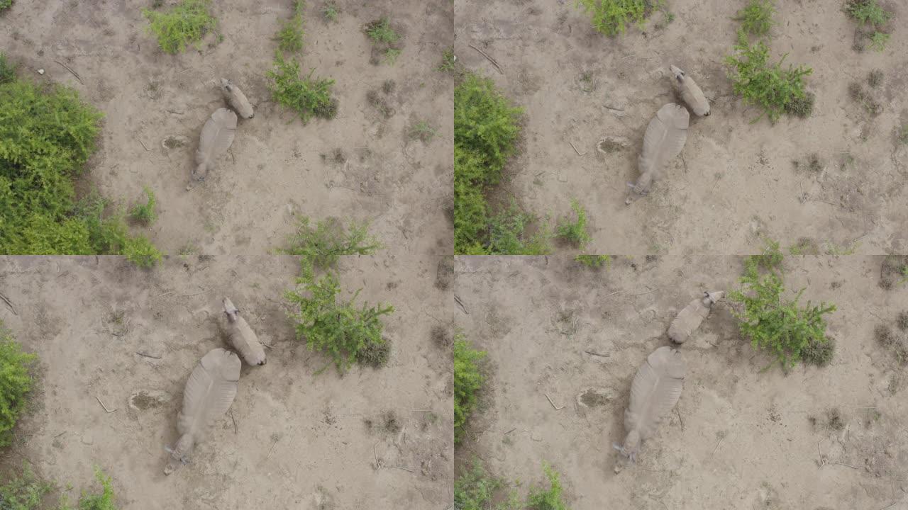 4k放大一只年轻的白犀牛小牛和雌性站在灌木丛中的空地上的鸟瞰图