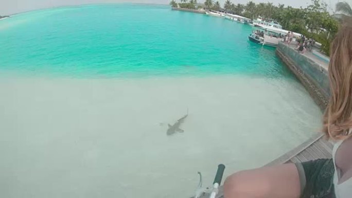 MS小鲨鱼沿着码头在热带海洋中游泳