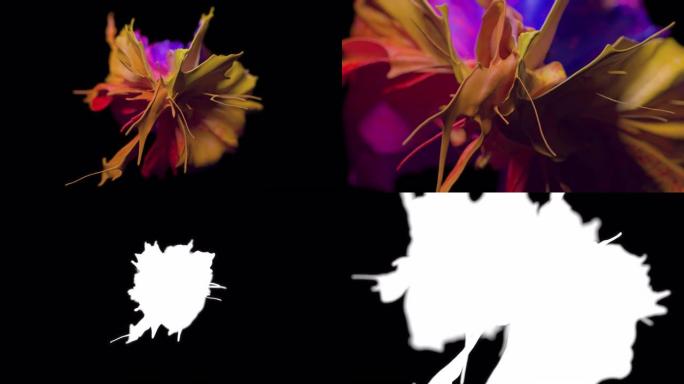 黑色背景上抽象流的Cg动画。