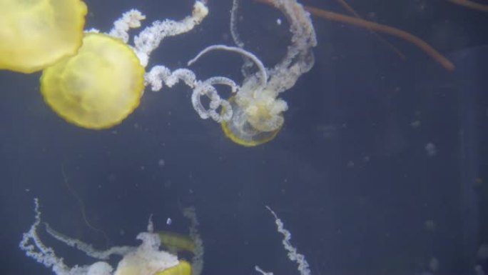 水母游泳海洋生物海底世界黄色水母