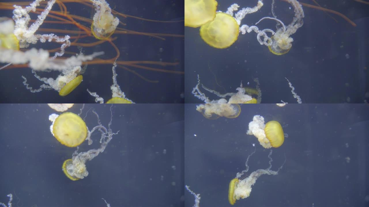 水母游泳海洋生物海底世界黄色水母