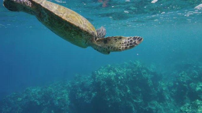 绿色海龟在海洋中游泳