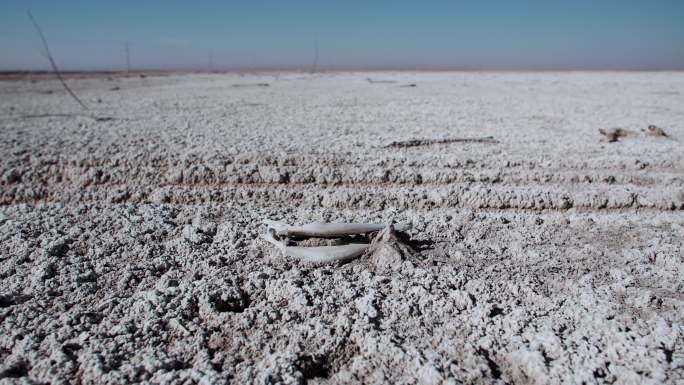 荒漠化盐碱地上的动物尸骨
