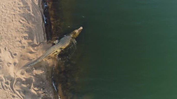 津巴布韦，一只大型鳄鱼躺在朗德河岸边，然后撤退到河里的4k鸟瞰图