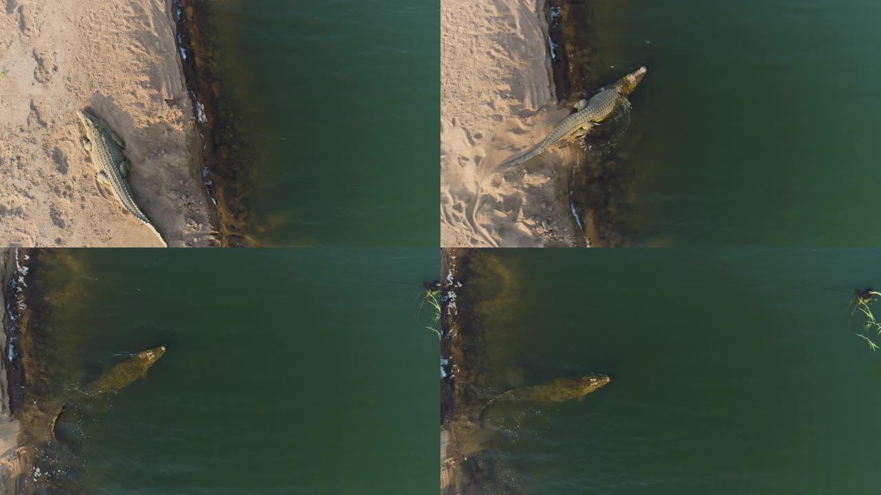 津巴布韦，一只大型鳄鱼躺在朗德河岸边，然后撤退到河里的4k鸟瞰图